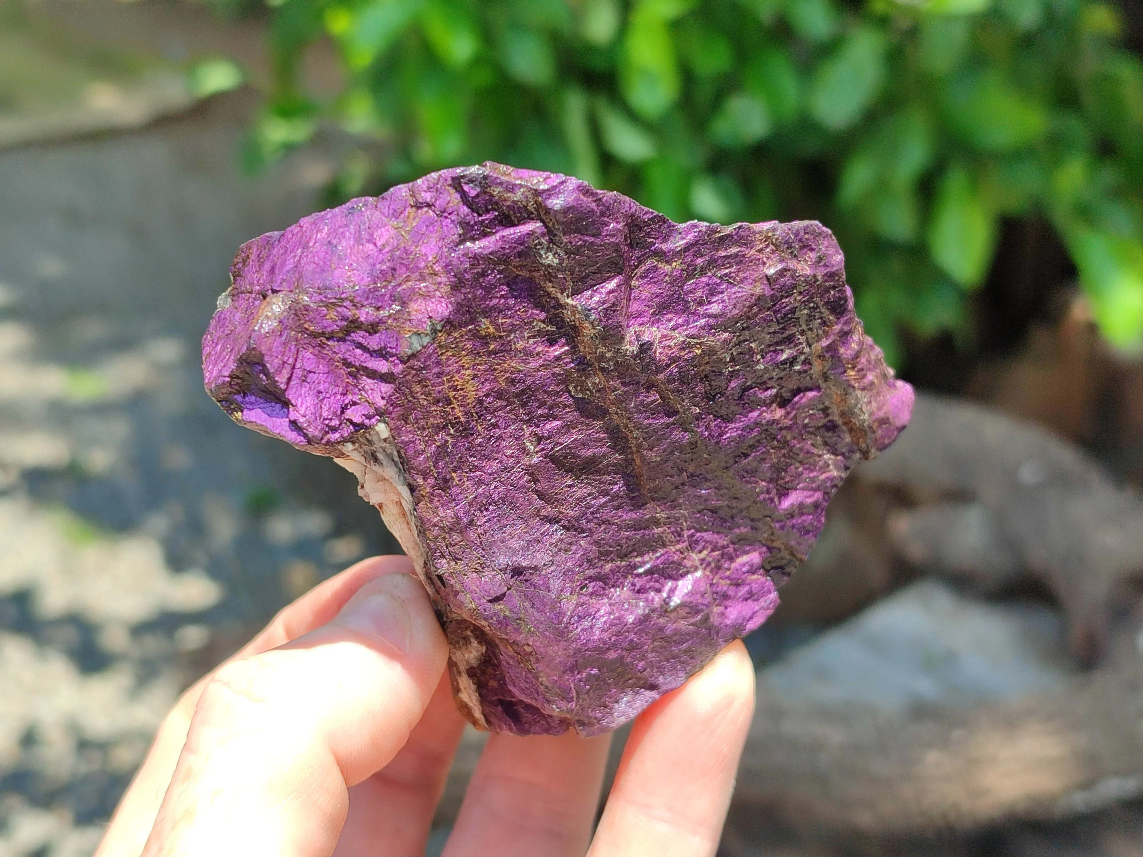 Natural Metallic Purpurite Cobbed Specimens x 8 From Erongo, Namibia