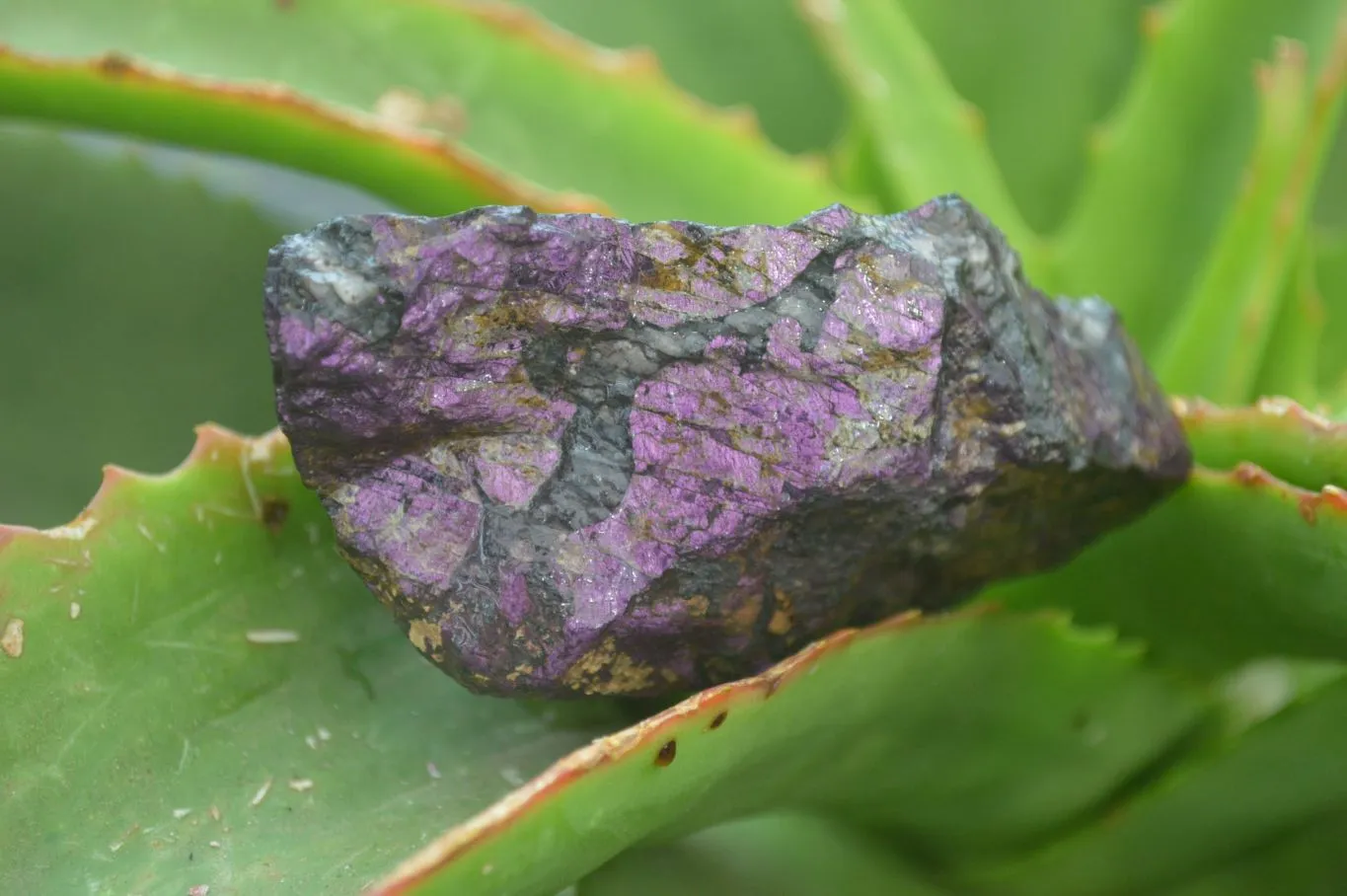 Natural Rare Metallic Purpurite Cobbed Specimens x 6 From Erongo, Namibia