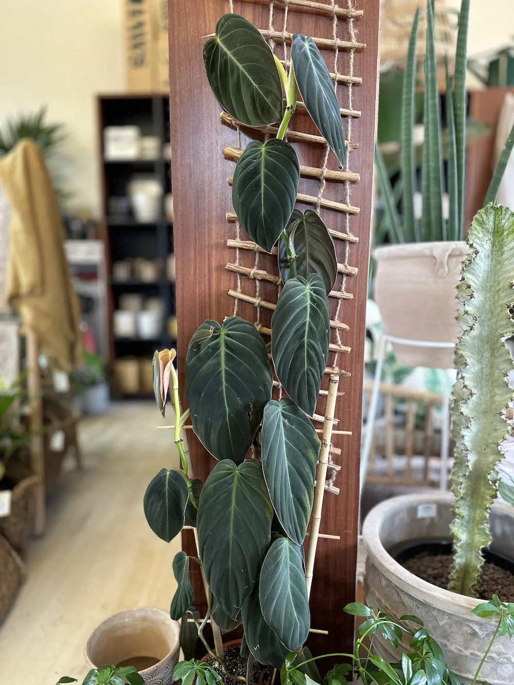 Philodendron gigas 'Giant'