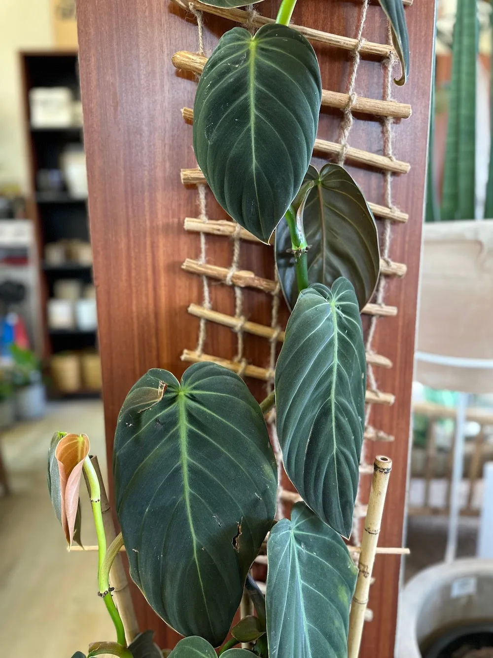 Philodendron gigas 'Giant'