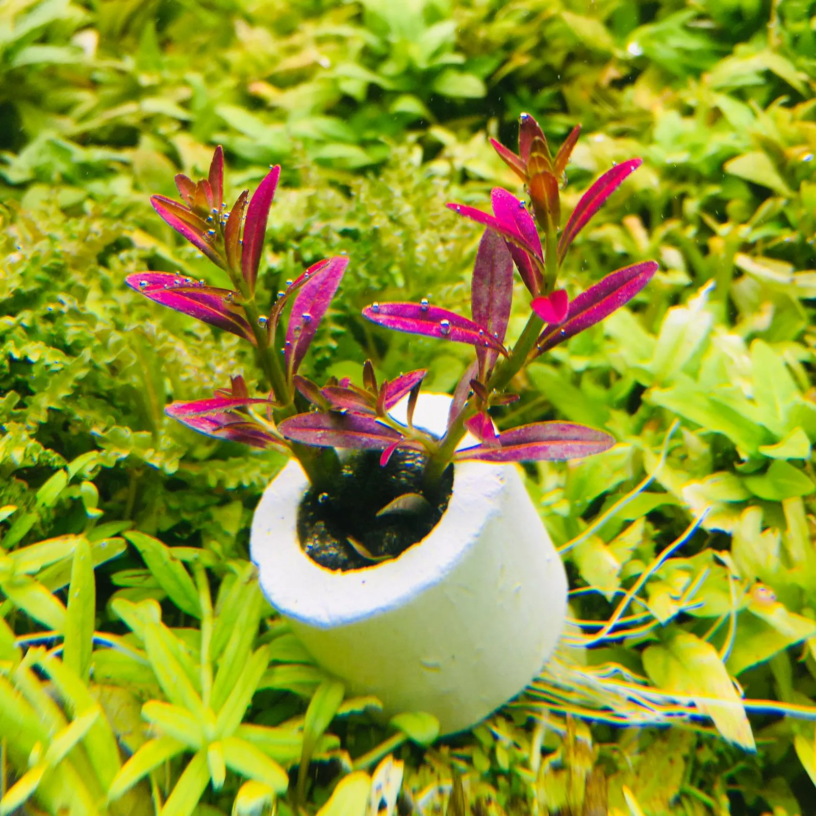 Rotala ramosior 'Florida' (2 Stems / 1 POT)